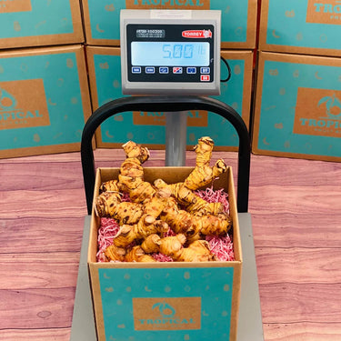 Fresh Galangal Box